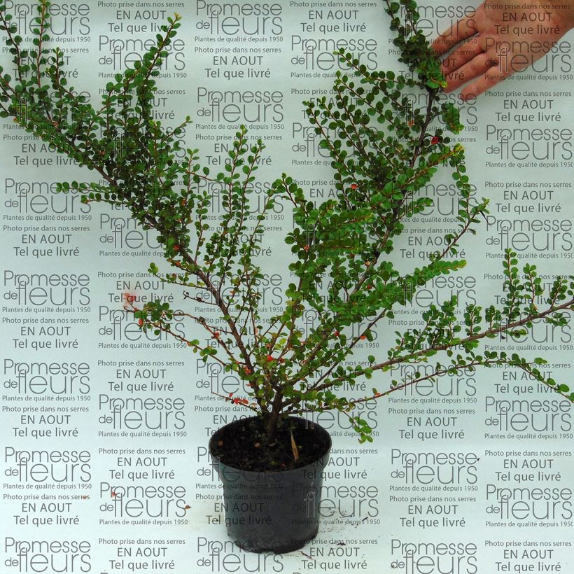 Cotoneaster horizontalis - Cotonéaster rampant (Port)