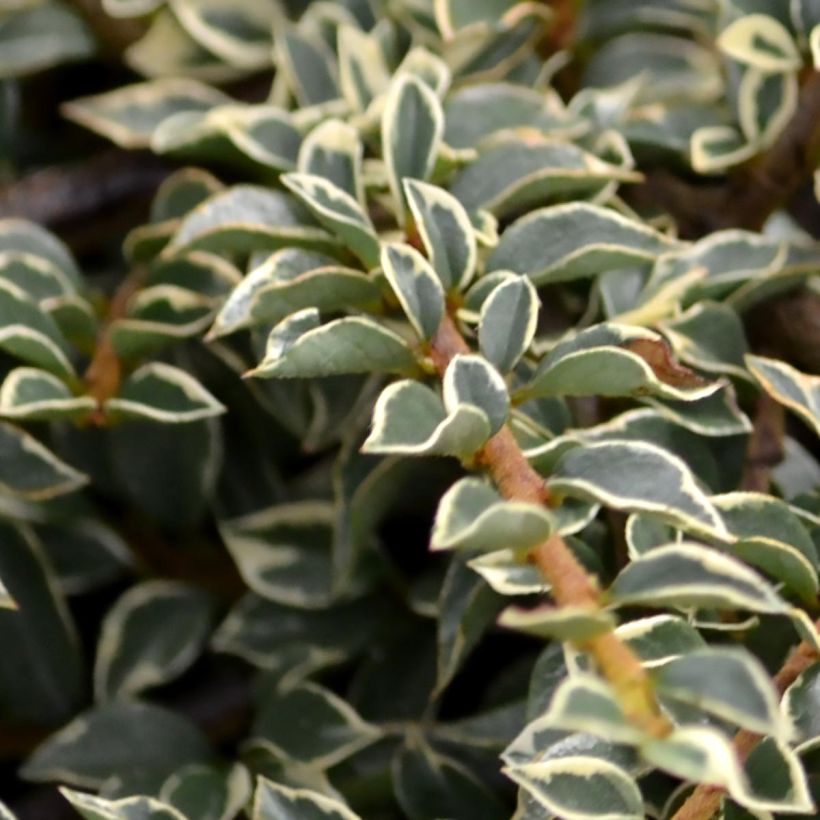 Cotoneaster horizontalis Variegatus - Cotonéaster rampant (Feuillage)