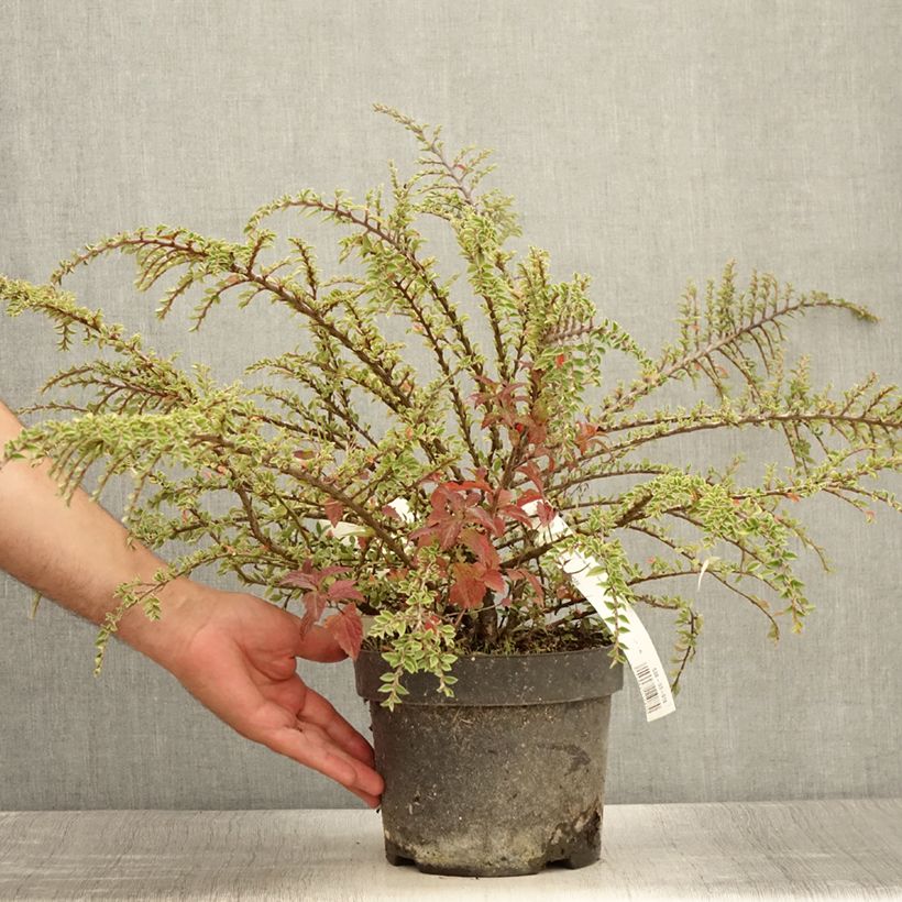 Spécimen de Cotoneaster horizontalis Variegatus - Cotonéaster rampant Pot de 2L/3L tel que livré en été