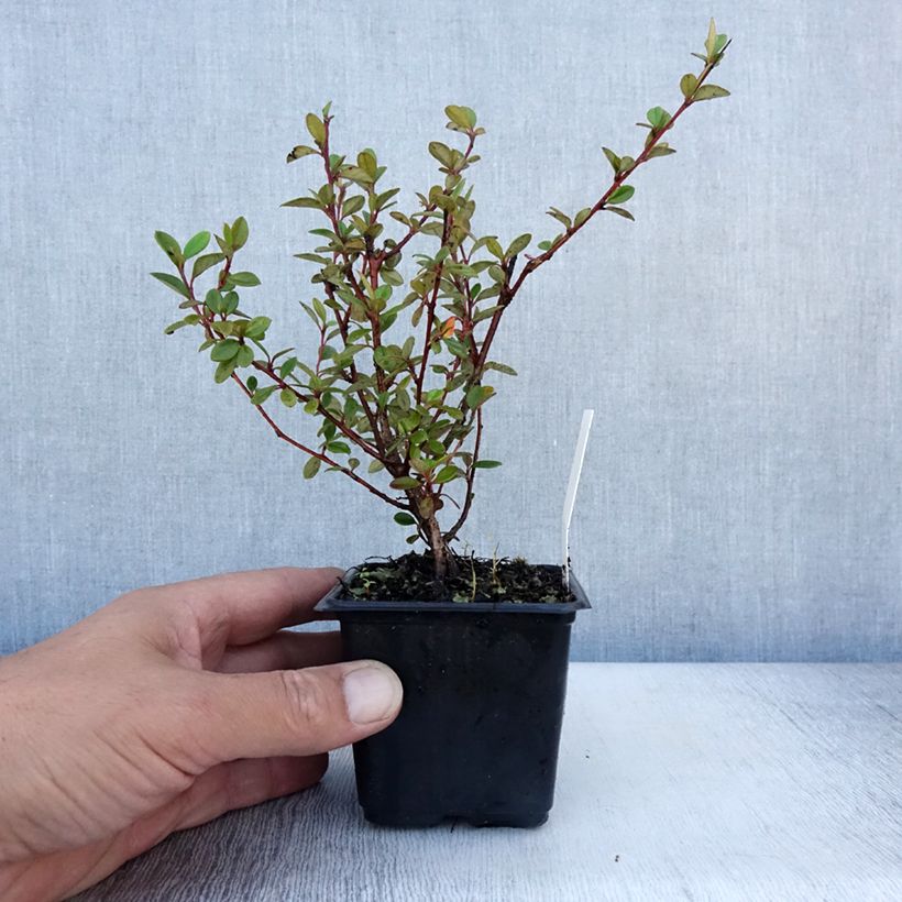 Spécimen de Cotoneaster lacteus - Cotonéaster laiteux Godet de 8/9 cm tel que livré en été