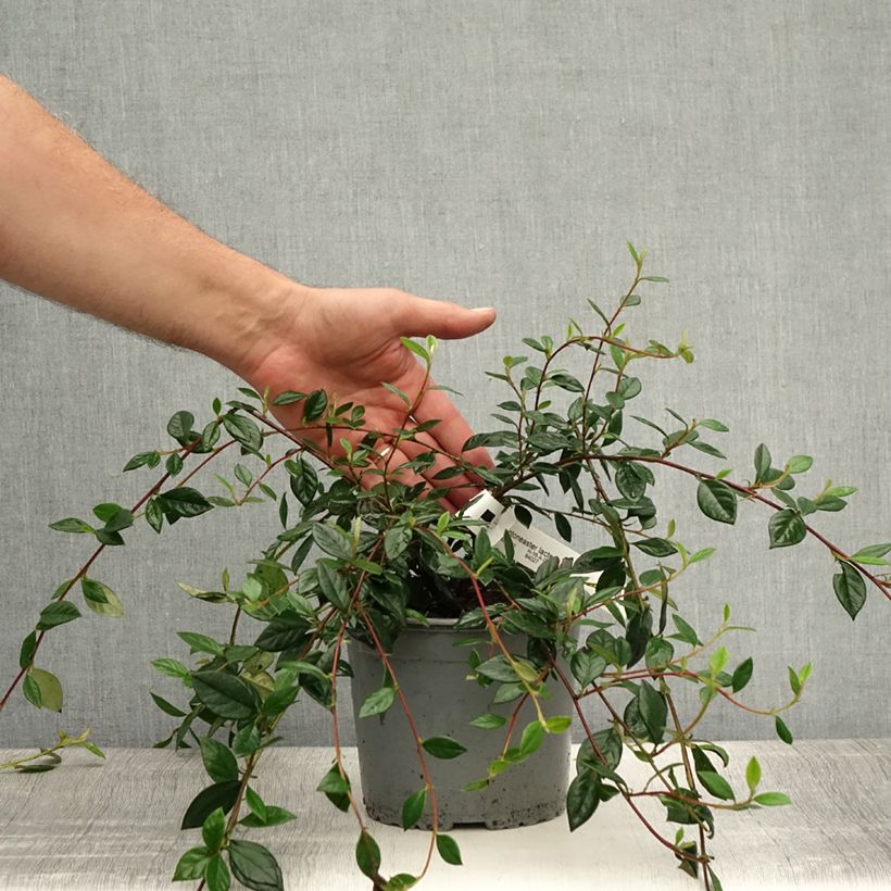 Spécimen de Cotoneaster lacteus - Cotonéaster laiteux Pot de 2L/3L tel que livré en été