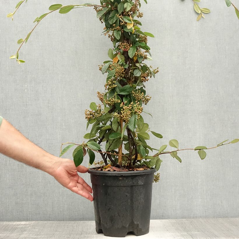 Spécimen de Cotoneaster lacteus - Cotonéaster laiteux Pot de 7,5L/10L tel que livré en été