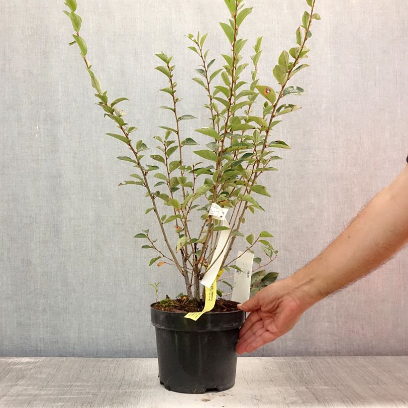 Spécimen de Cotoneaster lucidus  Pot de 2L/3L tel que livré en été