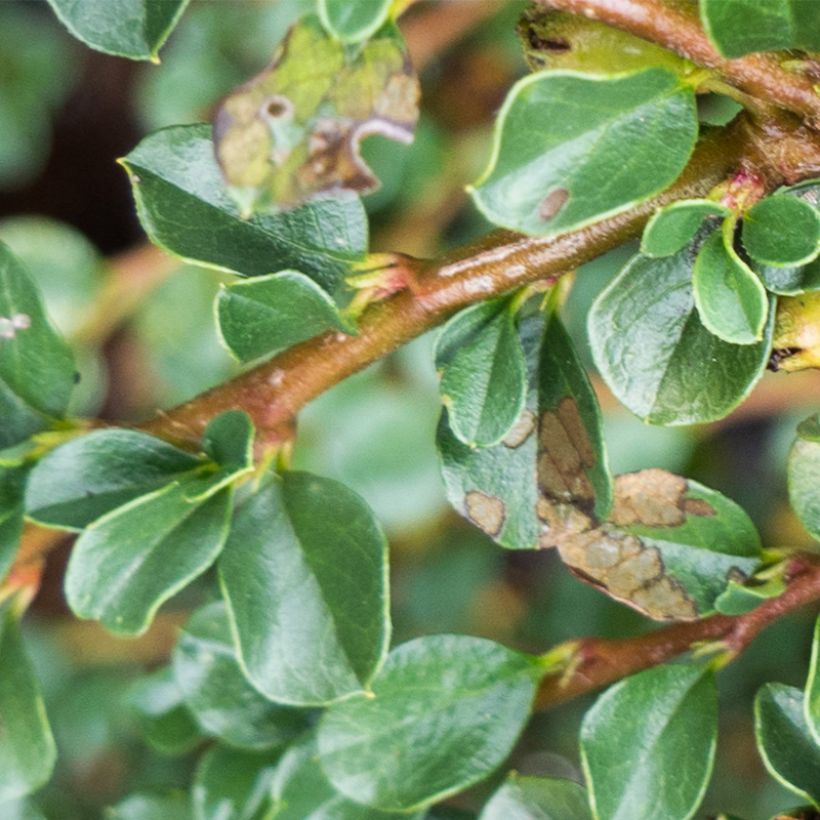 Cotoneaster praecox Boer (Feuillage)