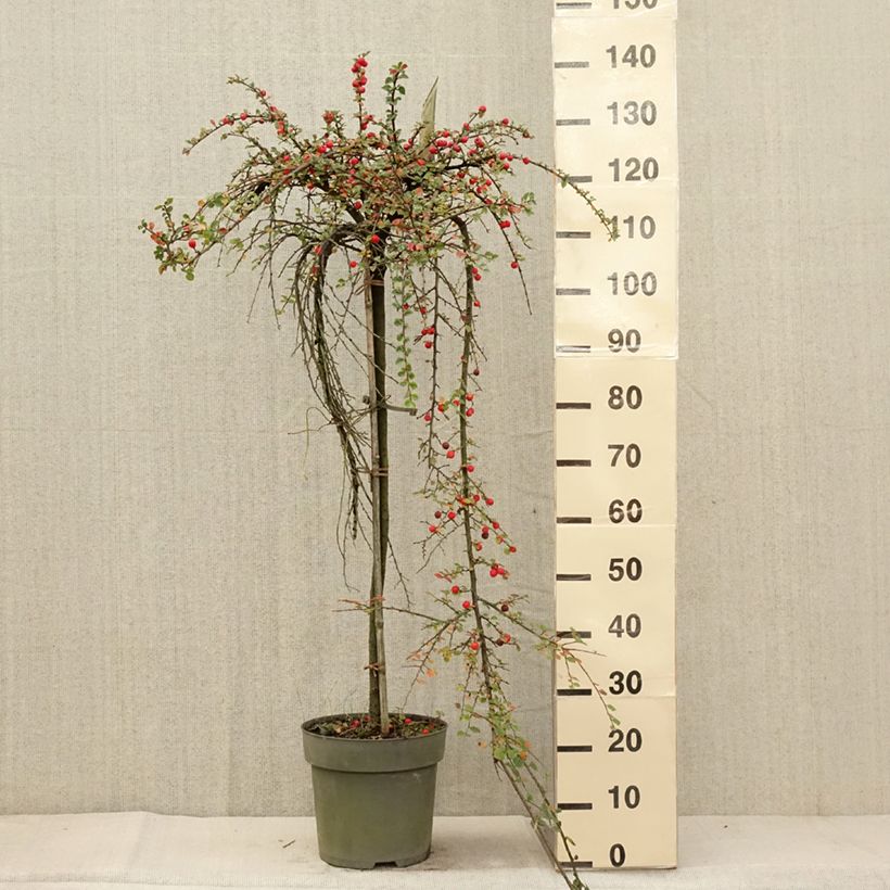 Spécimen de Cotoneaster praecox Boer Pot de 7,5L/10L, Tige de 80 tel que livré en automne