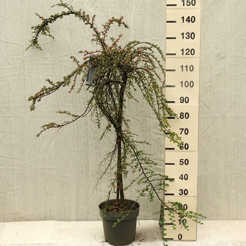 Spécimen de Cotoneaster praecox Boer Pot de 7,5L/10L, Tige de 80 tel que livré en été