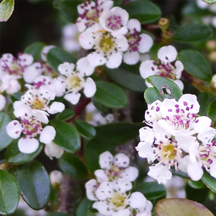 Cotoneaster procumbens Queen of Carpets (Floraison)