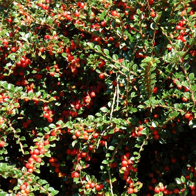 Cotoneaster procumbens Queen of Carpets (Récolte)