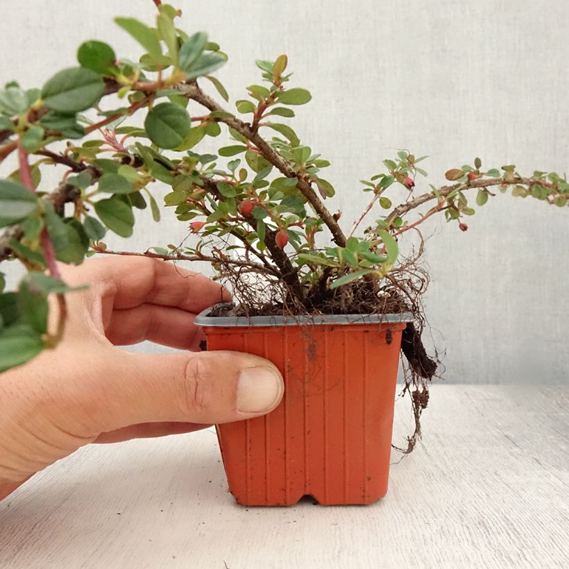 Spécimen de Cotoneaster procumbens Queen of Carpets Godet de 8/9 cm tel que livré en été