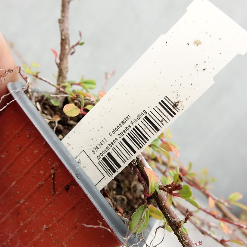 Spécimen de Cotoneaster procumbens Streibs Findling - Cotonéaster rampant Godet de 8/9 cm tel que livré en été
