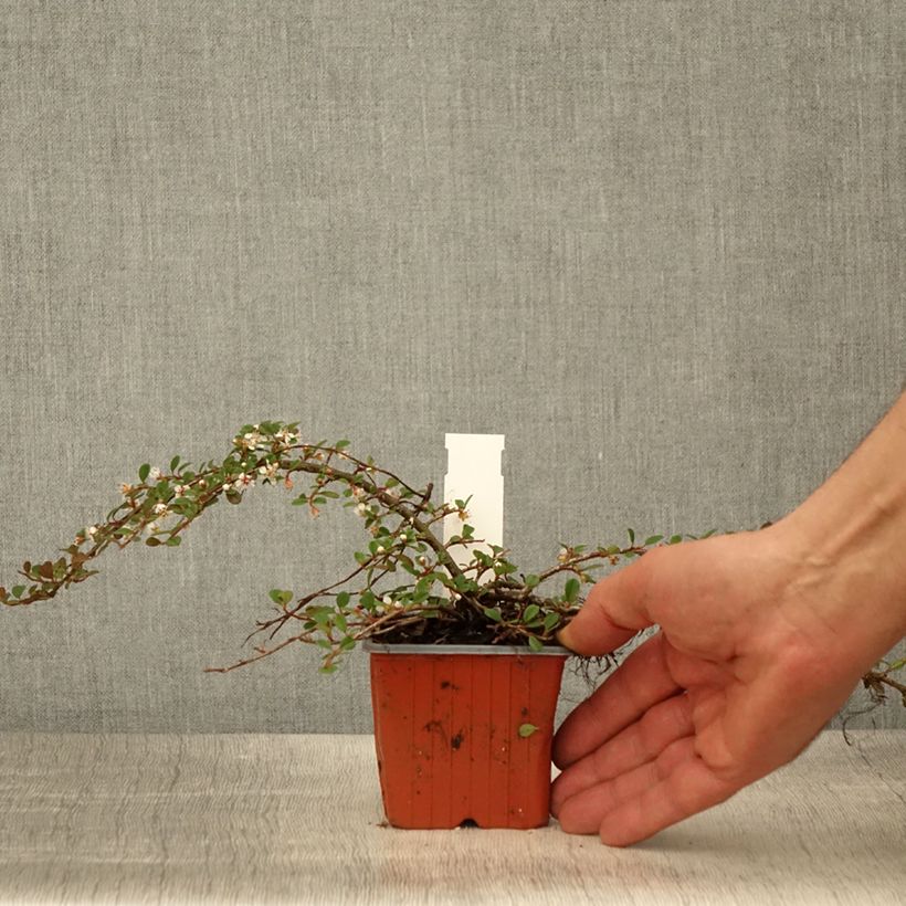 Spécimen de Cotoneaster procumbens Streibs Findling - Cotonéaster rampant - Godet de 8/9 cm tel que livré au printemps