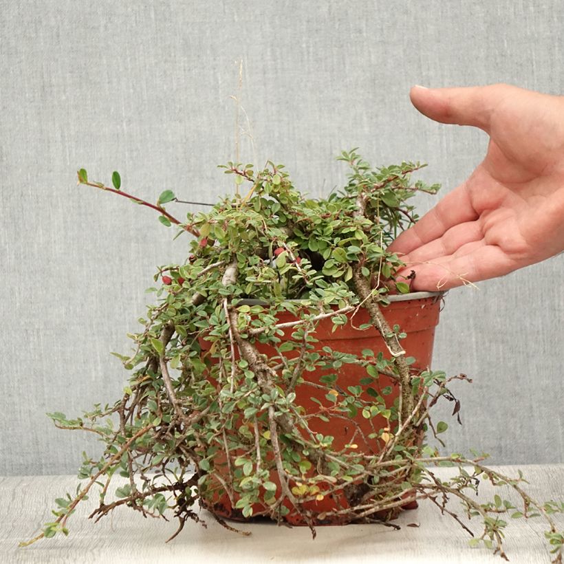 Spécimen de Cotoneaster procumbens Streibs Findling - Cotonéaster rampant Pot de 2L/3L tel que livré en été