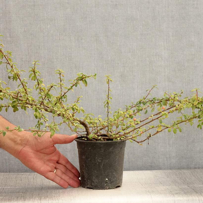 Spécimen de Cotonéaster suecicus Skogholm Pot de 1L/1,5L tel que livré en été