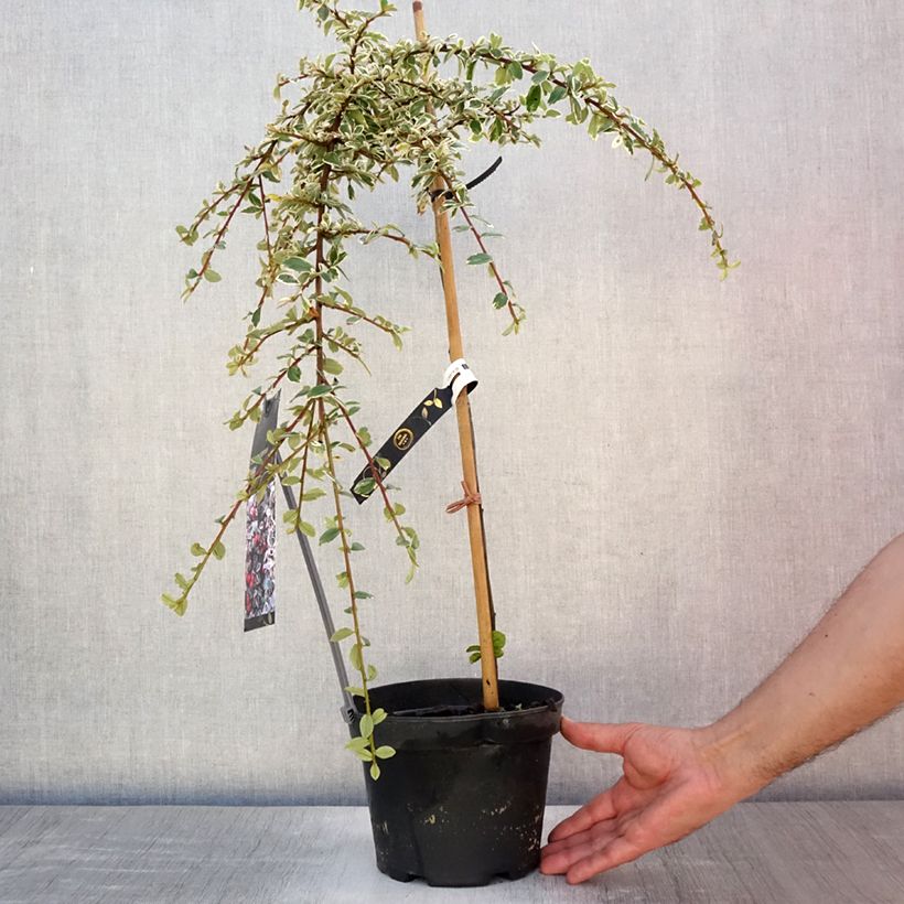 Spécimen de Cotoneaster suecicus Juliette Pot de 2L/3L, Tige de 40 tel que livré en été