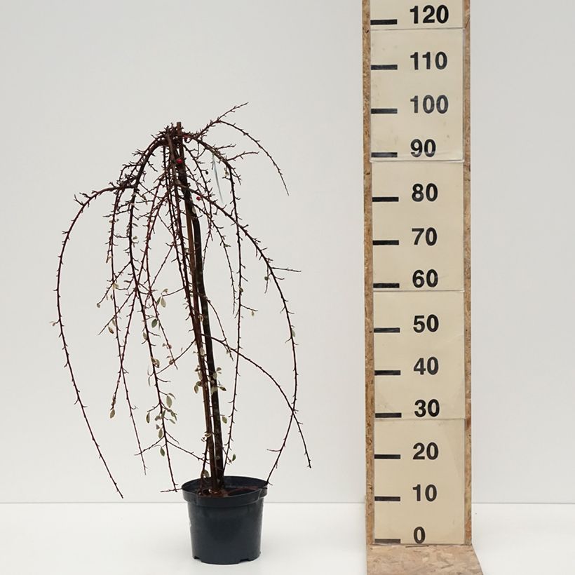 Spécimen de Cotoneaster x suecicus Erlinda - Pot de 3L/4L tel que livré en hiver