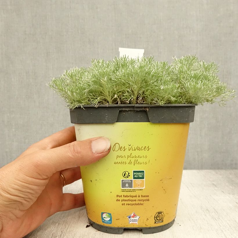 Spécimen de Cotula hispida - Leptinella Pot de 2L/3L tel que livré en été