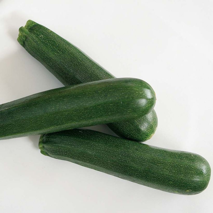 Courgette Kimber F1 en plants GREFFES  (Récolte)