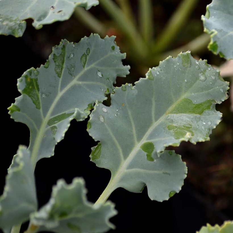 Crambe maritima - choux maritime (Feuillage)