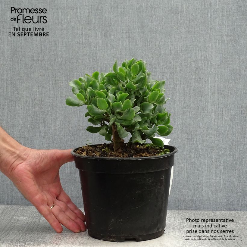 Spécimen de Crassula arborescens Curly Grey Pot de 3L/4L tel que livré en automne