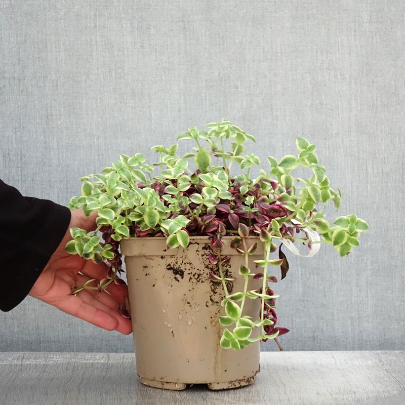Spécimen de Crassula Desert Diamond Pot de 3L/4L tel que livré en automne