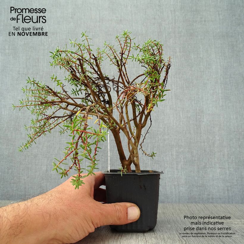 Spécimen de Crassula sarcocaulis Godet de 8/9 cm tel que livré en automne