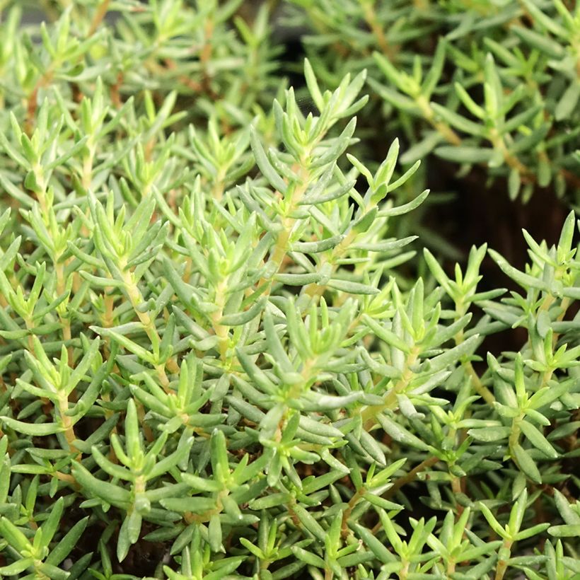 Crassula sarcocaulis (Feuillage)