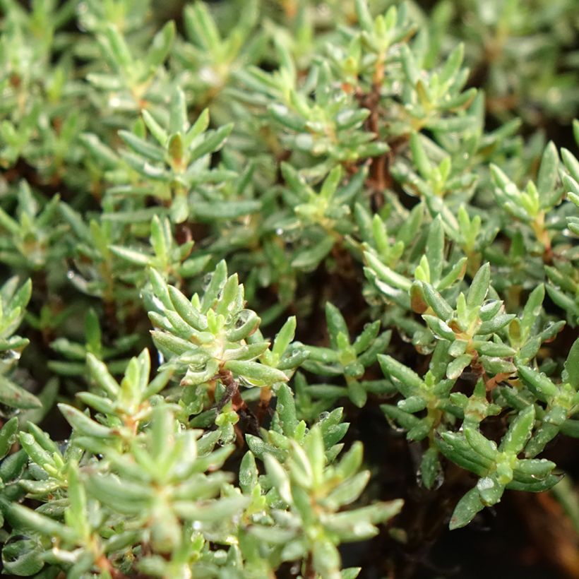Crassula sarcocaulis (Feuillage)