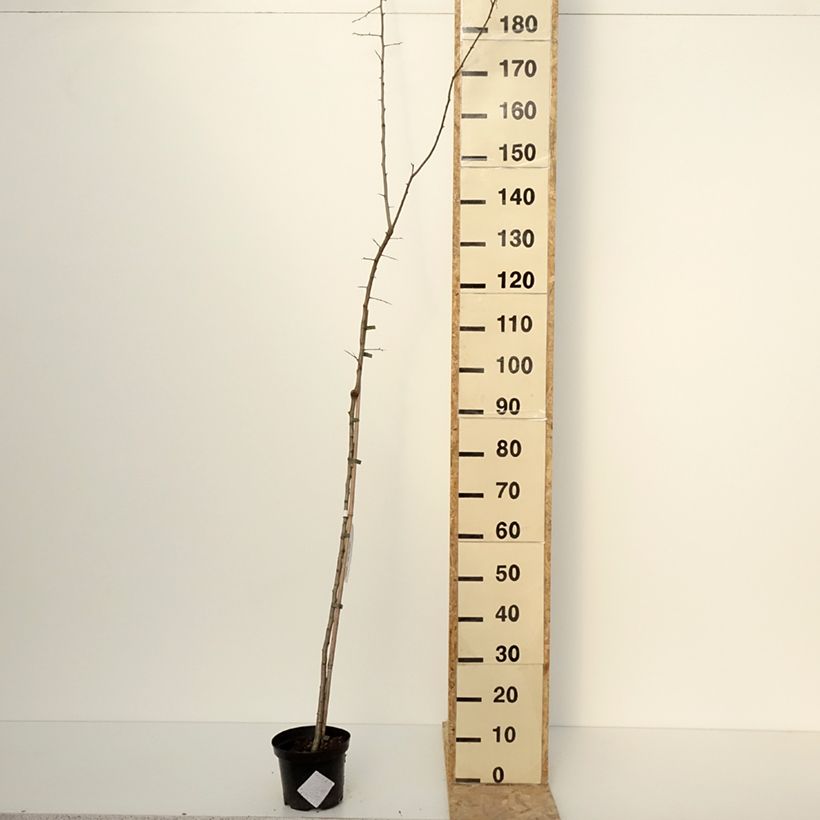 Spécimen de Crataegomespilus dardarii Jules d'Asnière Pot de 3L/4L, TigeHauteur livrée env. 80/100cm tel que livré en hiver