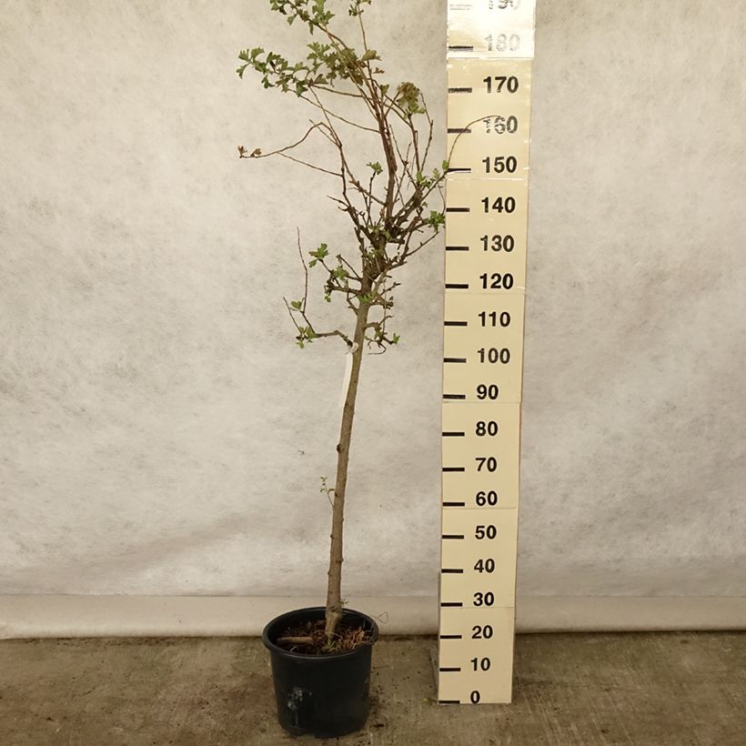 Spécimen de Crataegus azarolus - Azérolier Pot de 12L/15L, 1/2 tige tel que livré en été