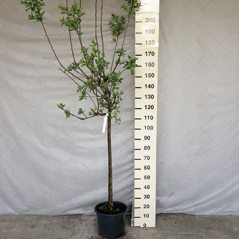 Spécimen de Crataegus azarolus - Azérolier Pot de 12L/15L tel que livré au printemps
