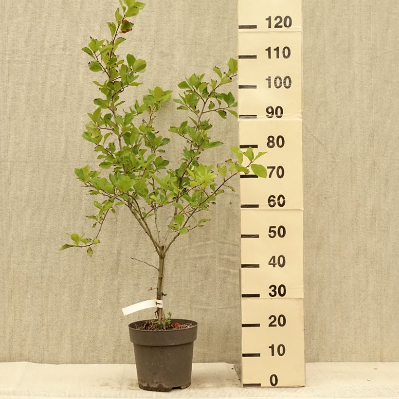 Spécimen de Crataegus crus-galli - Aubépine ergot de coq Pot de 6L/7L tel que livré en été