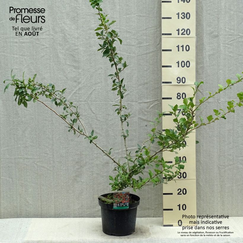 Spécimen de Crataegus grignonensis - Aubépine de Grignon Pot de 7,5L/10L tel que livré en été