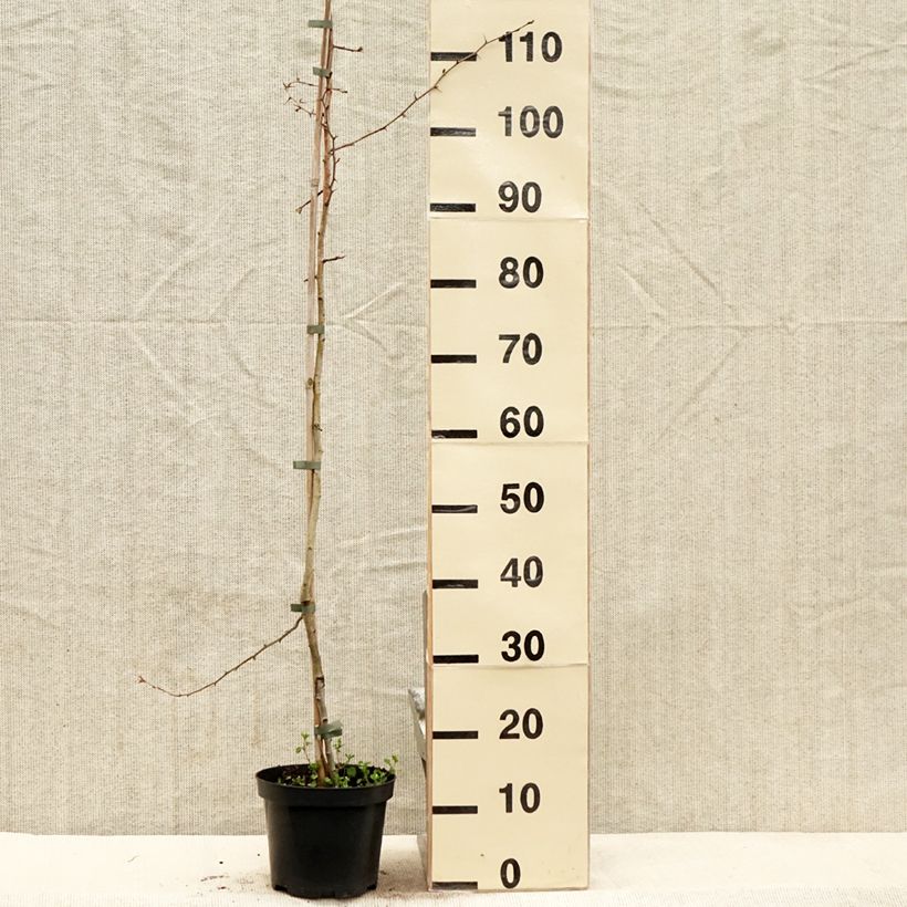 Spécimen de Crataegus laevigata Auriculata - Aubépine lisse - Pot de 3L/4L tel que livré au printemps