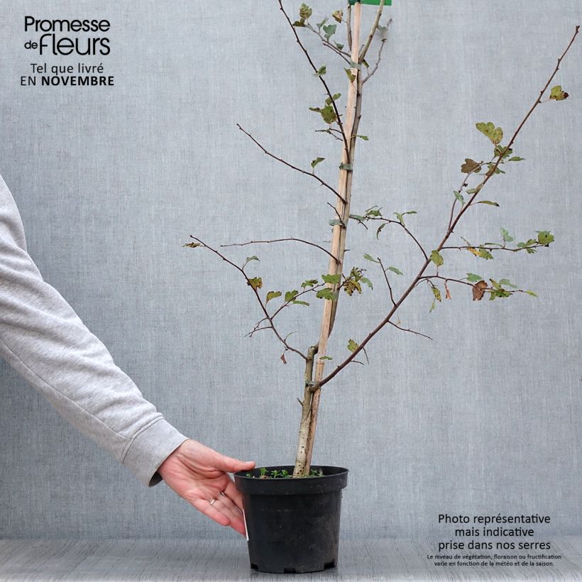 Spécimen de Crataegus laevigata Mutabilis Ravnholdt - Aubépine lisse - Pot de 4L/5L tel que livré en automne