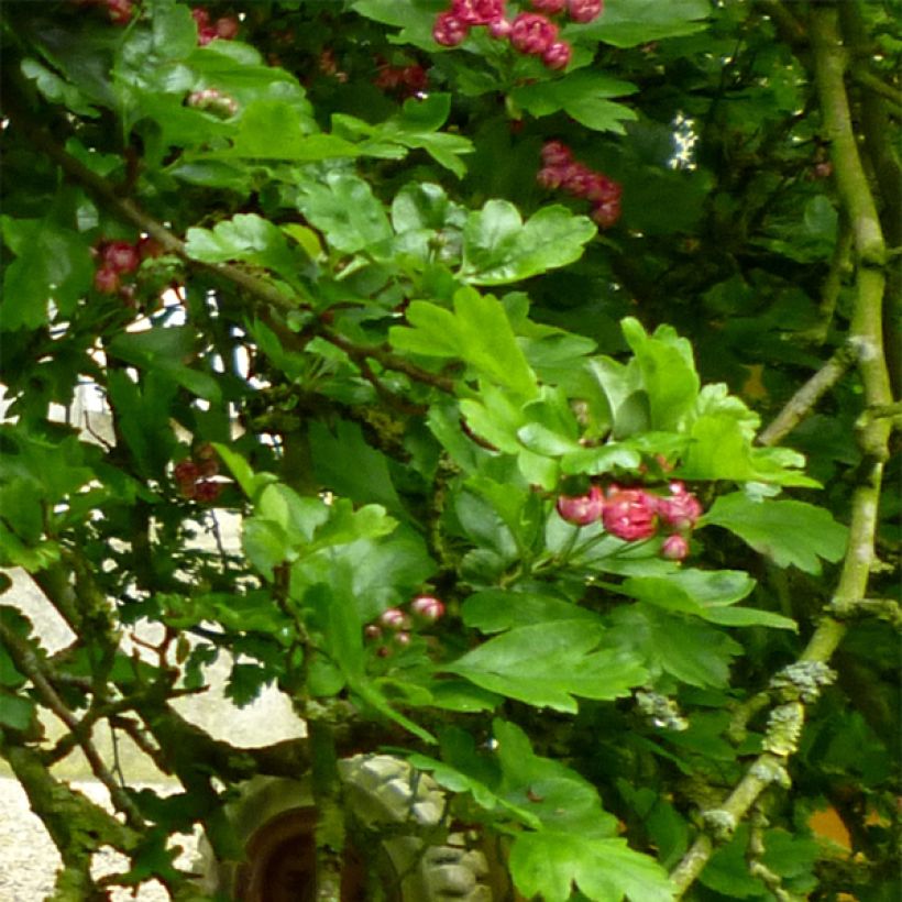 Aubépine - Crataegus laevigata Paul's Scarlet (Feuillage)