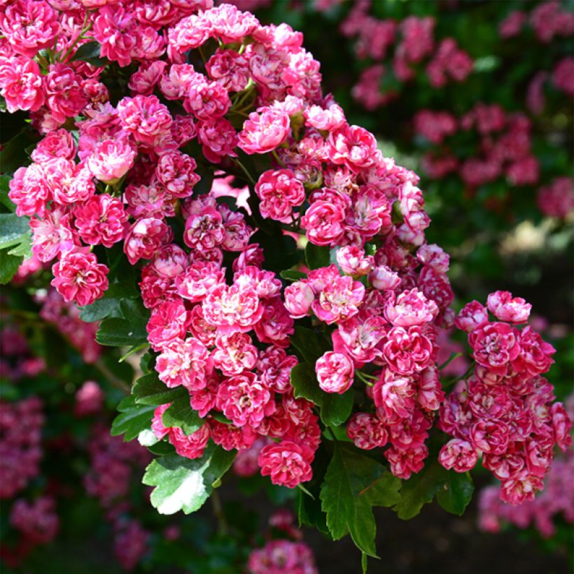 Aubépine - Crataegus laevigata Paul's Scarlet (Floraison)