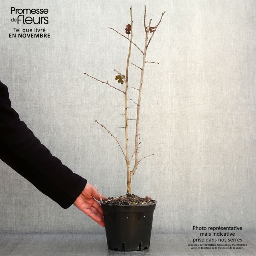 Spécimen de Crataegus laevigata Rosea Flore Pleno - Aubépine Pot de 3L/4L tel que livré en automne