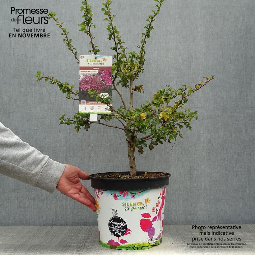 Spécimen de Crataegus laevigata Rosea Flore Pleno - Aubépine Pot de 7,5L/10L tel que livré en automne