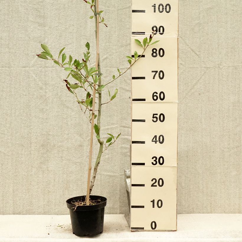 Spécimen de Crataegus lavallei Carrierei - Aubépine Pot de 3L/4L tel que livré en été