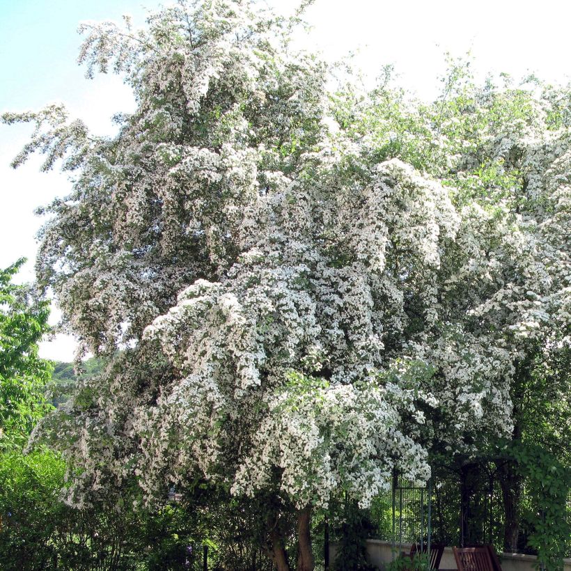 Aubépine, Epine blanche - Crataegus monogyna (Floraison)