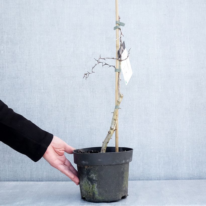 Spécimen de Crataegus monogyna Flexuosa - Aubépine monogyne - Pot de 3L/4L tel que livré en hiver
