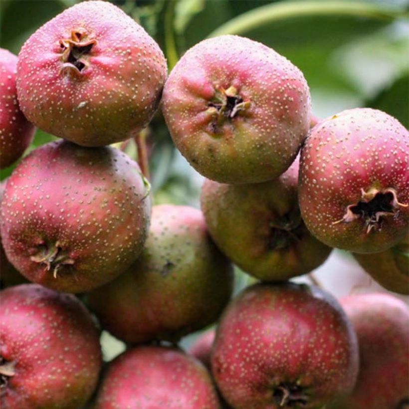 Crataegus pinnatifida Big ball - Aubépine chinoise (Récolte)