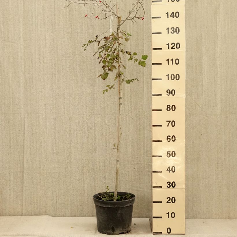 Spécimen de Crataegus x media (x laevigata) Gireoudii - Aubépine hybride Pot de 12L/15L tel que livré en automne
