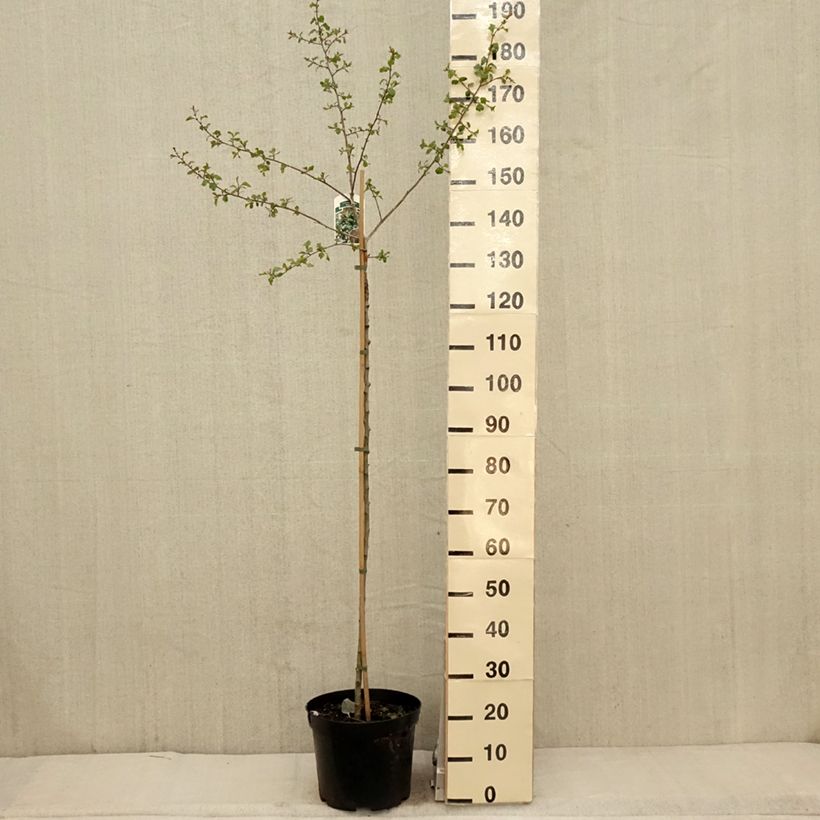 Spécimen de Crataegus x media (x laevigata) Gireoudii - Aubépine hybride - Pot de 12L/15L tel que livré au printemps