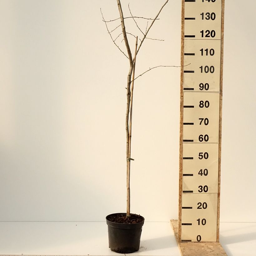 Spécimen de Crataemespilus grandiflora - Aubépine hybride Pot de 4L/5L, TigeHauteur livrée env. 100/120cm tel que livré en hiver
