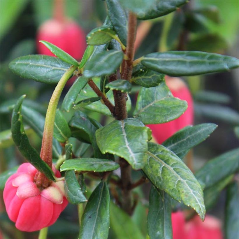 Crinodendron hookerianum - Arbre aux lanternes (Feuillage)