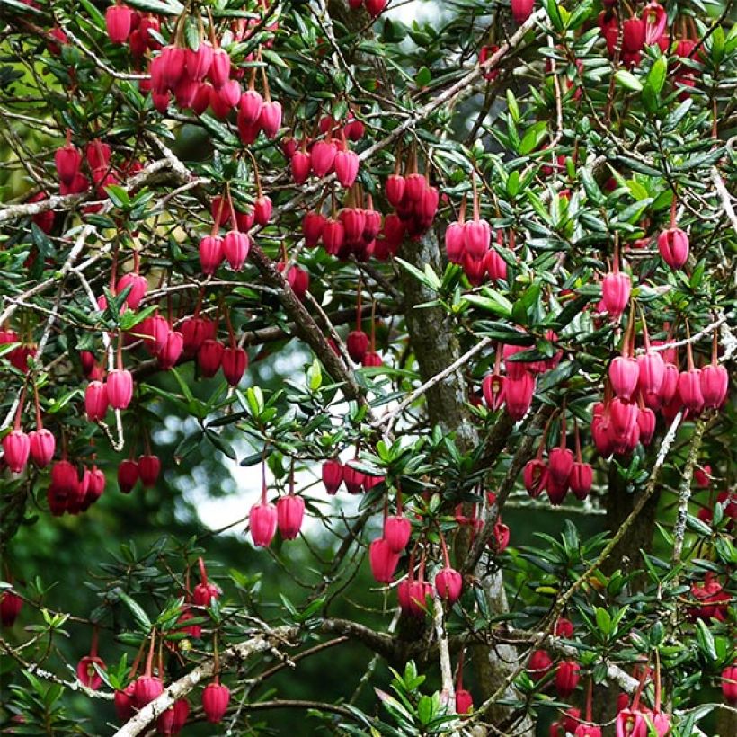 Crinodendron hookerianum - Arbre aux lanternes (Port)