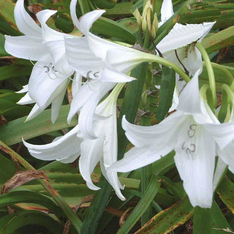 Crinum powellii Blanc (Floraison)