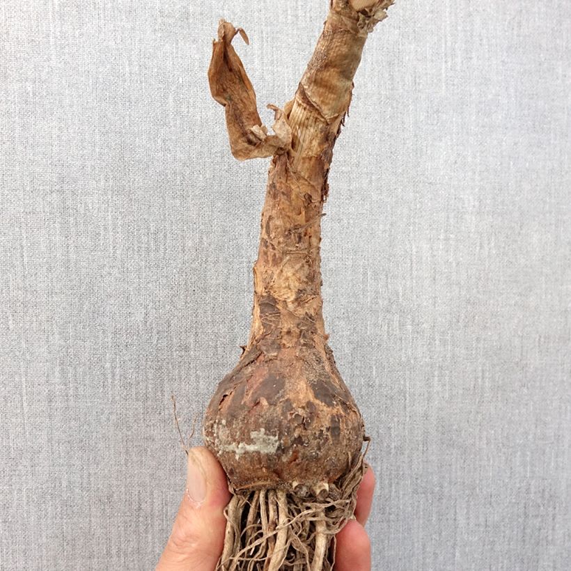 Spécimen de Crinum powellii Blanc Bulbe tel que livré au printemps