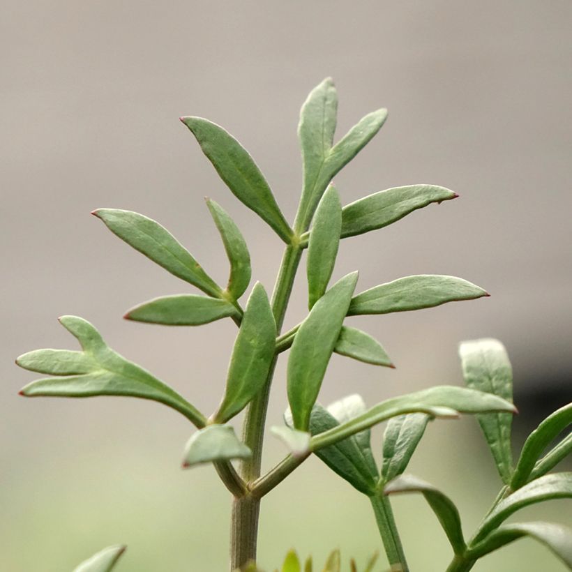 Crithmum maritimum - Crithme maritime ou Criste marine (Feuillage)